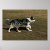 Border Collie Running 1