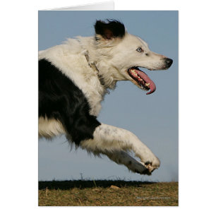 Border Collie Running 2