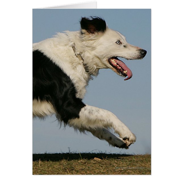 Border Collie Running 2 (Front)