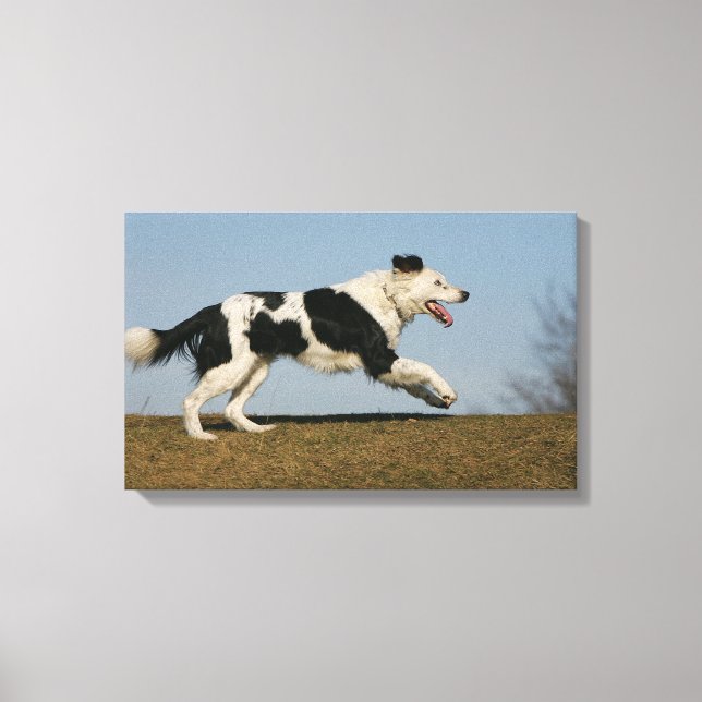 Border Collie Running 2 Canvas Print (Front)