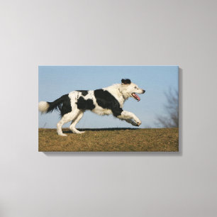 Border Collie Running 2 Canvas Print