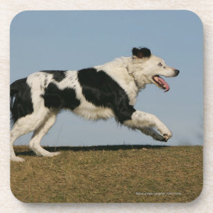 Border Collie Running 2 Coaster