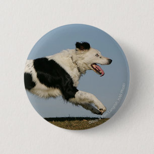 Border Collie Running 2 Inch Round Button