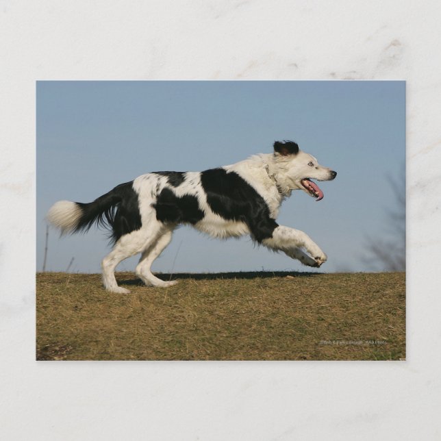 Border Collie Running 2 Postcard (Front)