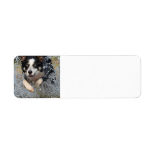 border collie running in water