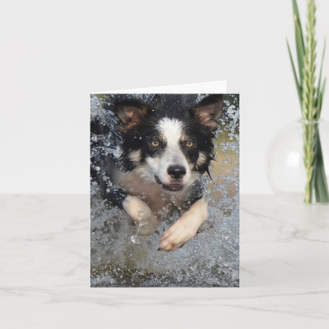border collie running in water card (Front)