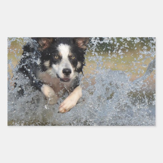 border collie running in water sticker (Front)