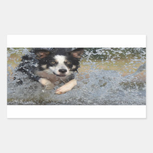 border collie running in water sticker