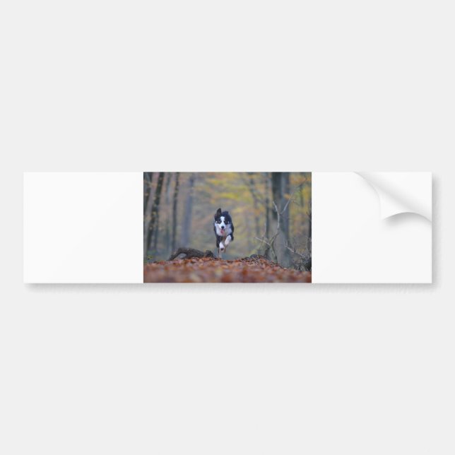 border collie running in woods bumper sticker (Front)
