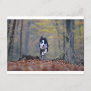 border collie running in woods postcard