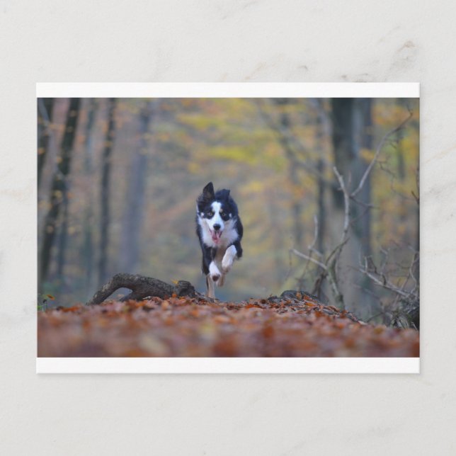 border collie running in woods postcard (Front)
