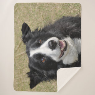 Border collie sherpa blanket
