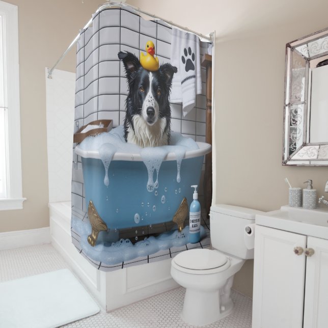 Border Collie Sloppy Sleepy Cute Funny (In Situ)