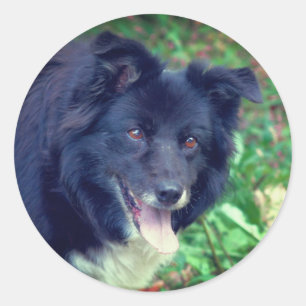 Border Collie Smiling Dog  Classic Round Sticker