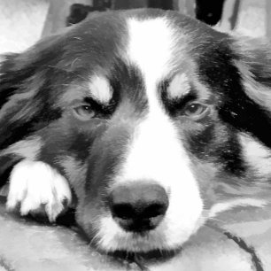 BORDER COLLIE SNOWFLAKE PEWTER CHRISTMAS ORNAMENT
