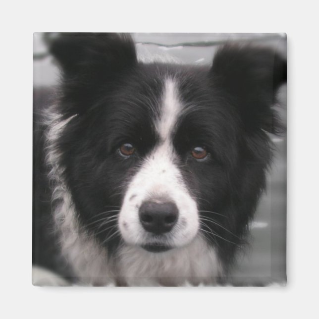 Border Collie Square Magnet (Front)