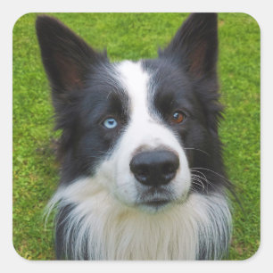 Border Collie  Square Sticker
