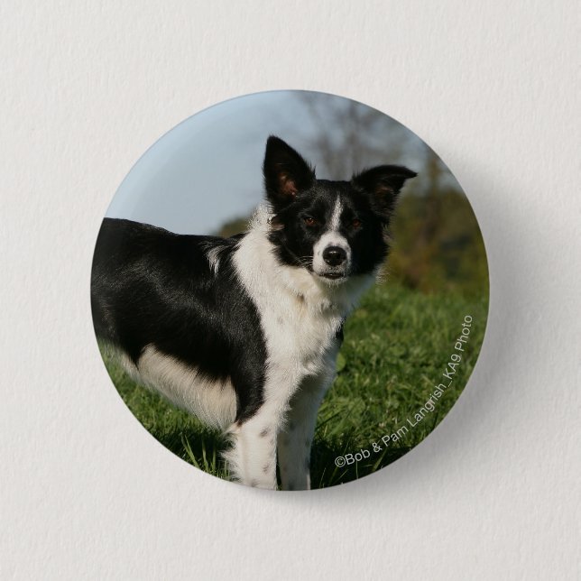 Border Collie Standing 2 Inch Round Button (Front)