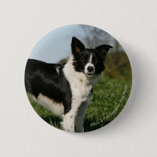 Border Collie Standing 2 Inch Round Button