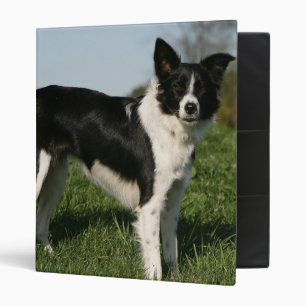 Border Collie Standing Binder