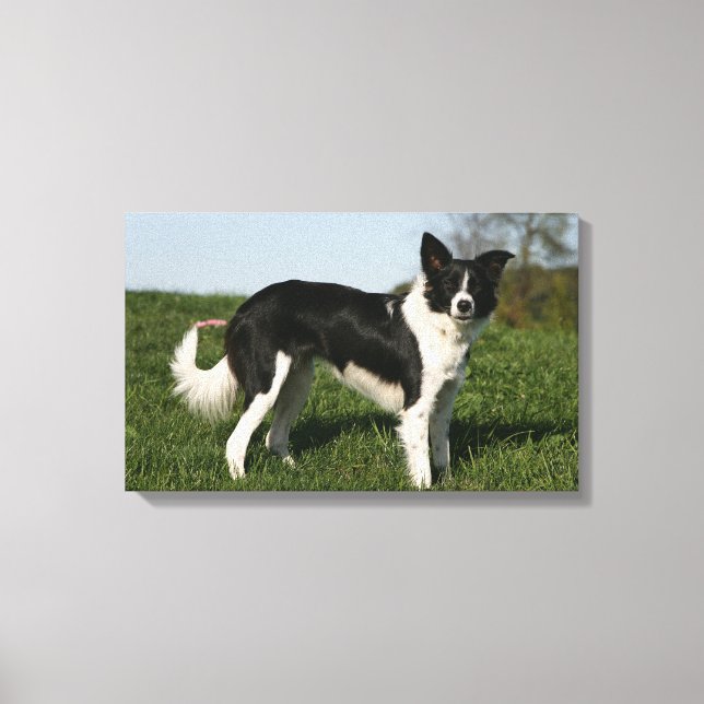Border Collie Standing Canvas Print (Front)
