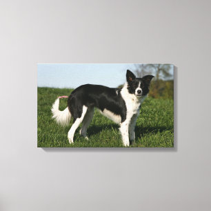 Border Collie Standing Canvas Print