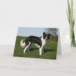 Border Collie Standing Card
