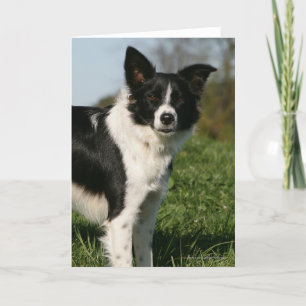 Border Collie Standing Card