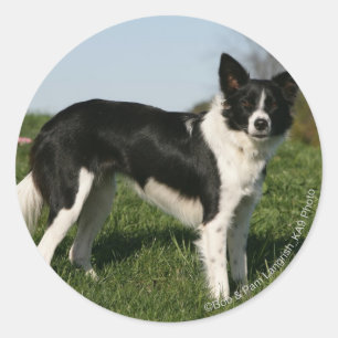 Border Collie Standing Classic Round Sticker