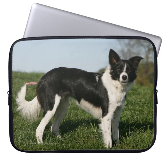 Border Collie Standing Laptop Sleeve (Front)