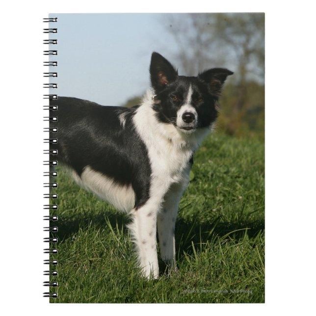 Border Collie Standing Notebook (Front)