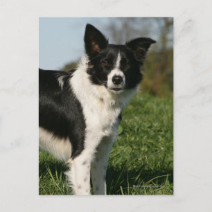 Border Collie Standing Postcard
