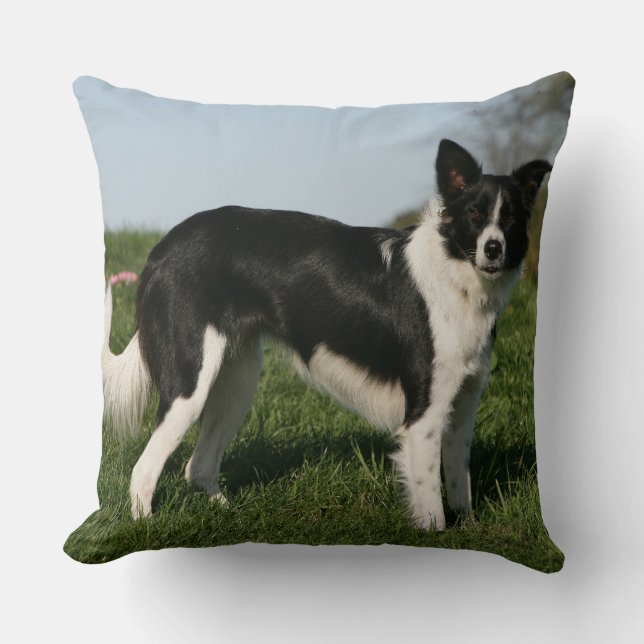 Border Collie Standing Throw Pillow (Front)