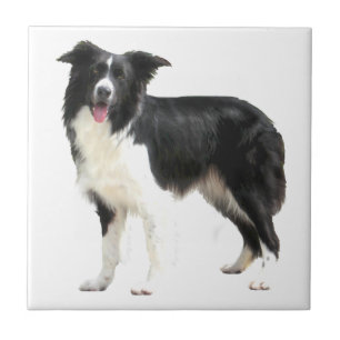 Border Collie (standing) Tile