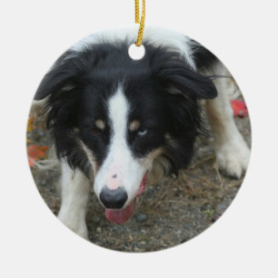 Border Collie Stare Dog Ceramic Ornament