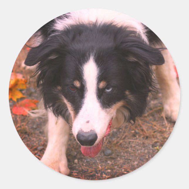 Border Collie Stare Dog Classic Round Sticker (Front)