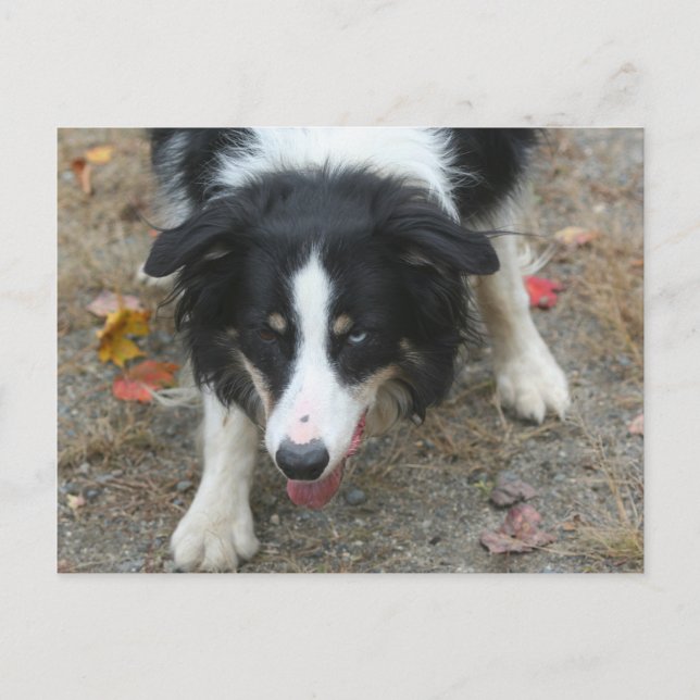Border Collie Stare Dog Postcard (Front)