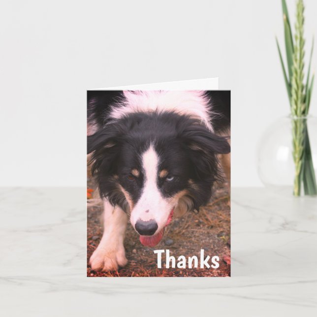 Border Collie Stare Dog Thank You Card (Front)