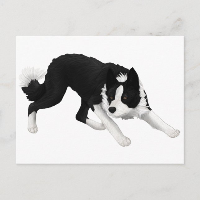 Border Collie Stare Postcard (Front)