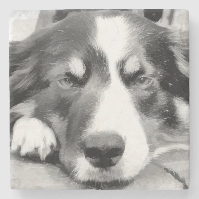 BORDER COLLIE STONE COASTER (Front)