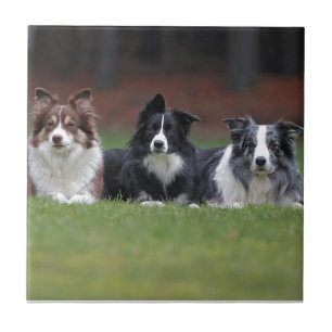 border collie tile