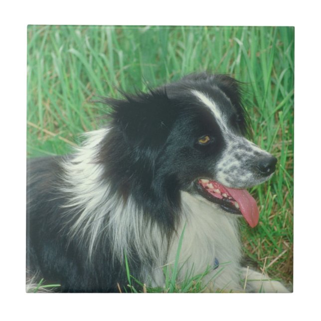 Border Collie Tile (Front)
