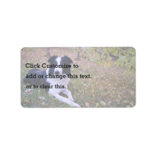 Border collie with autumn leaves label