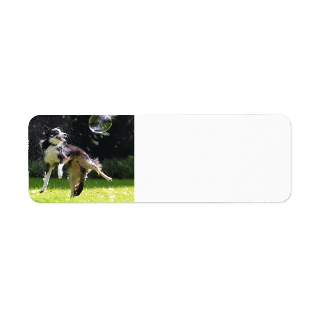 border collie with soap bubble (Front)