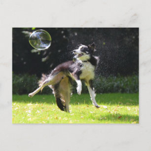 border collie with soap bubble postcard