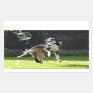 border collie with soap bubble sticker