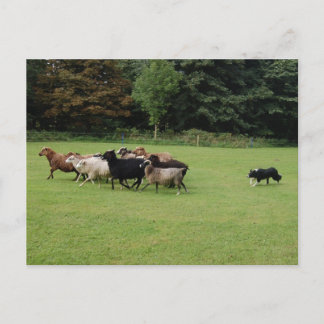 Border Collie working Postcard