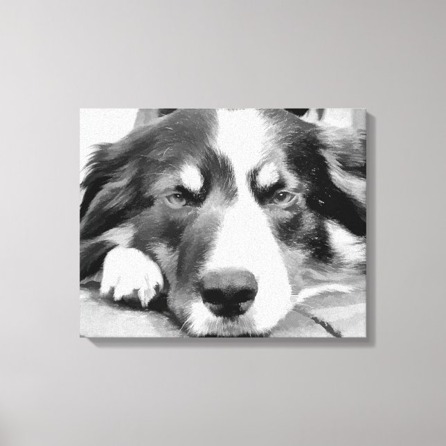 BORDER COLLIES CANVAS PRINT (Front)