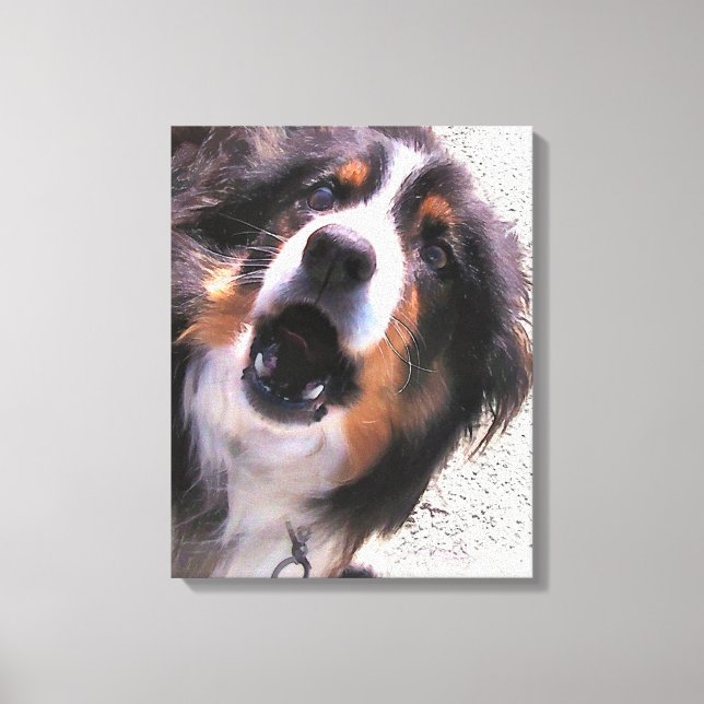 BORDER COLLIES CANVAS PRINT (Front)