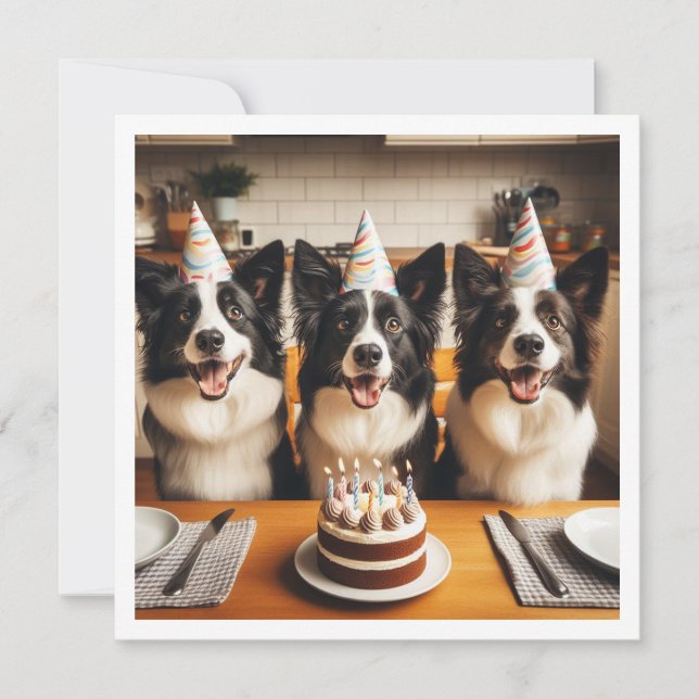 Border Collies, Dog birthday card, Dog  Invitation (Front)